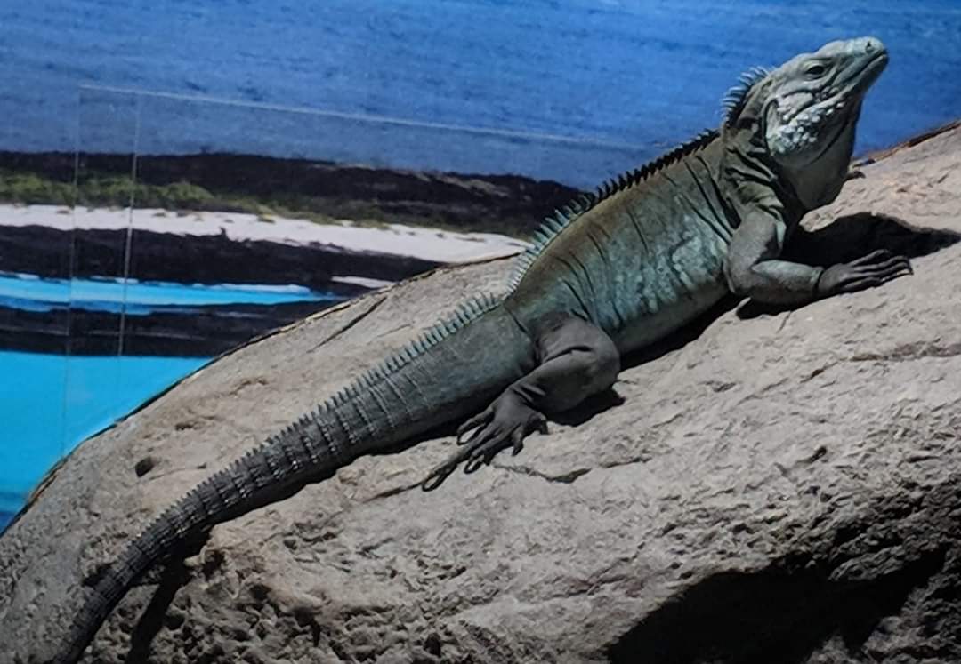 Grand Cayman blue iguana (Cyclura lewisi)