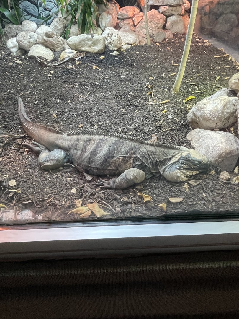 Grand Cayman blue iguana (Cyclura lewisi)