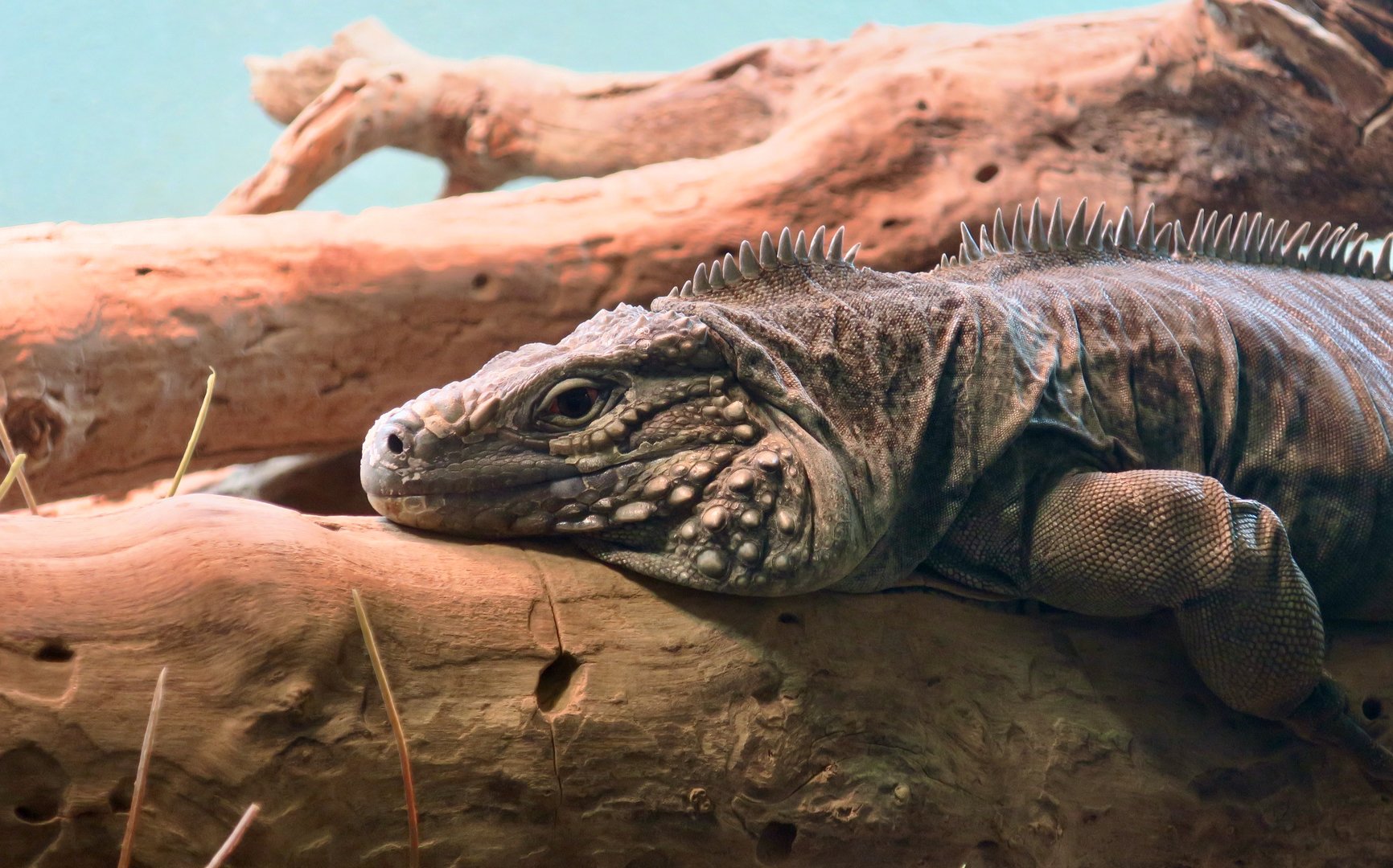 Grand Cayman Blue Iguana (Cyclura lewisi)