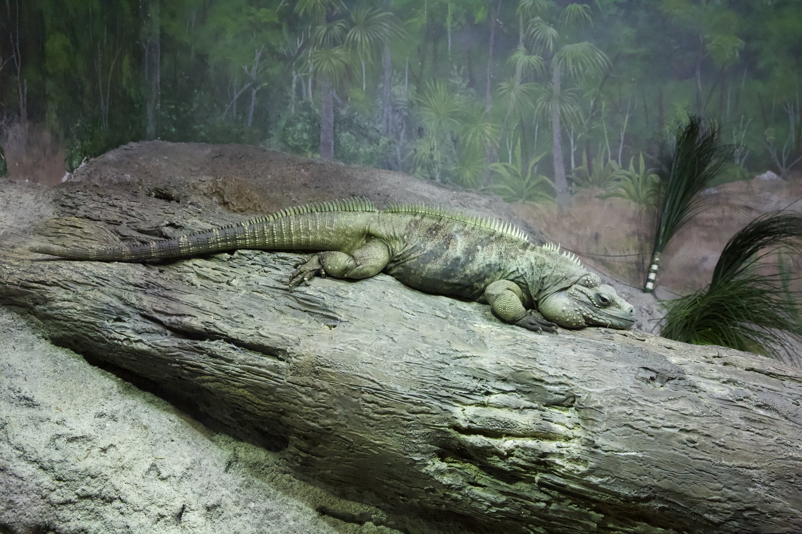 Grand Cayman Blue Iguana/ Cyclura lewisi