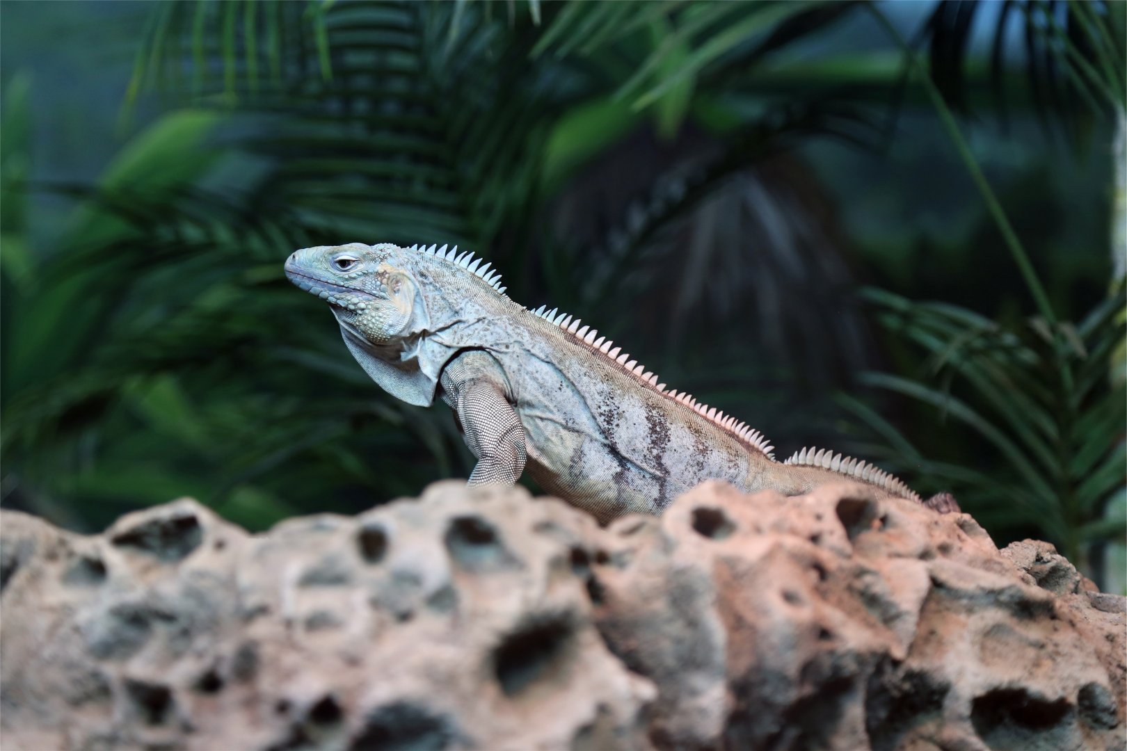 Grand Cayman Blue Iguana (Cyclura lewisi)