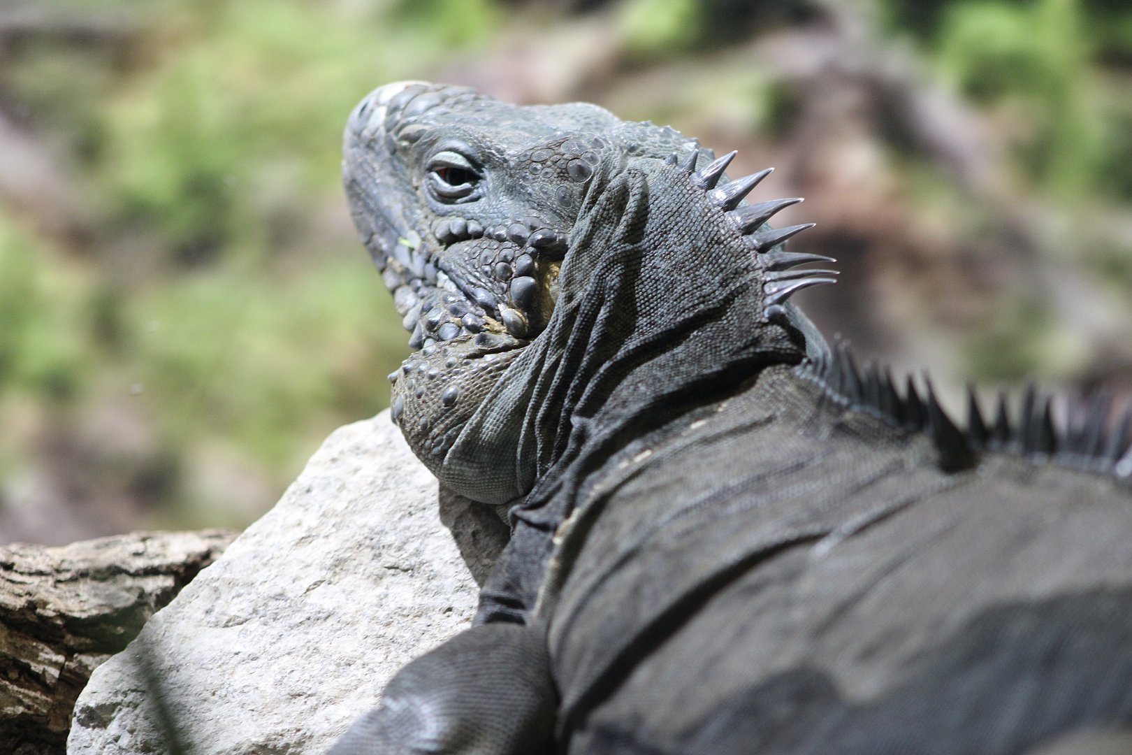 Grand Cayman Blue Iguana (Cyclura lewisi)