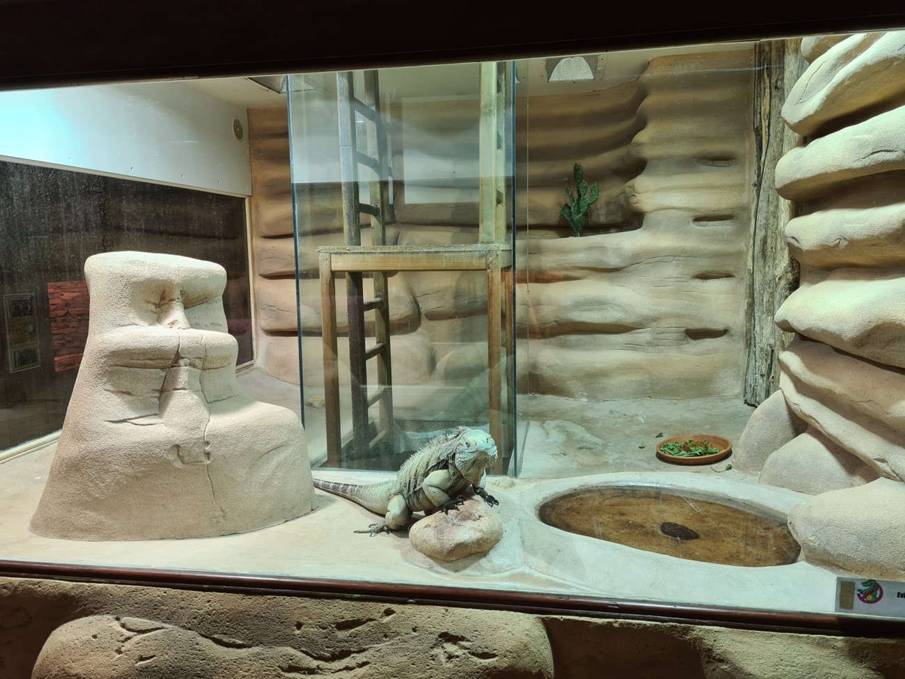 Grand Cayman blue iguana enclosure