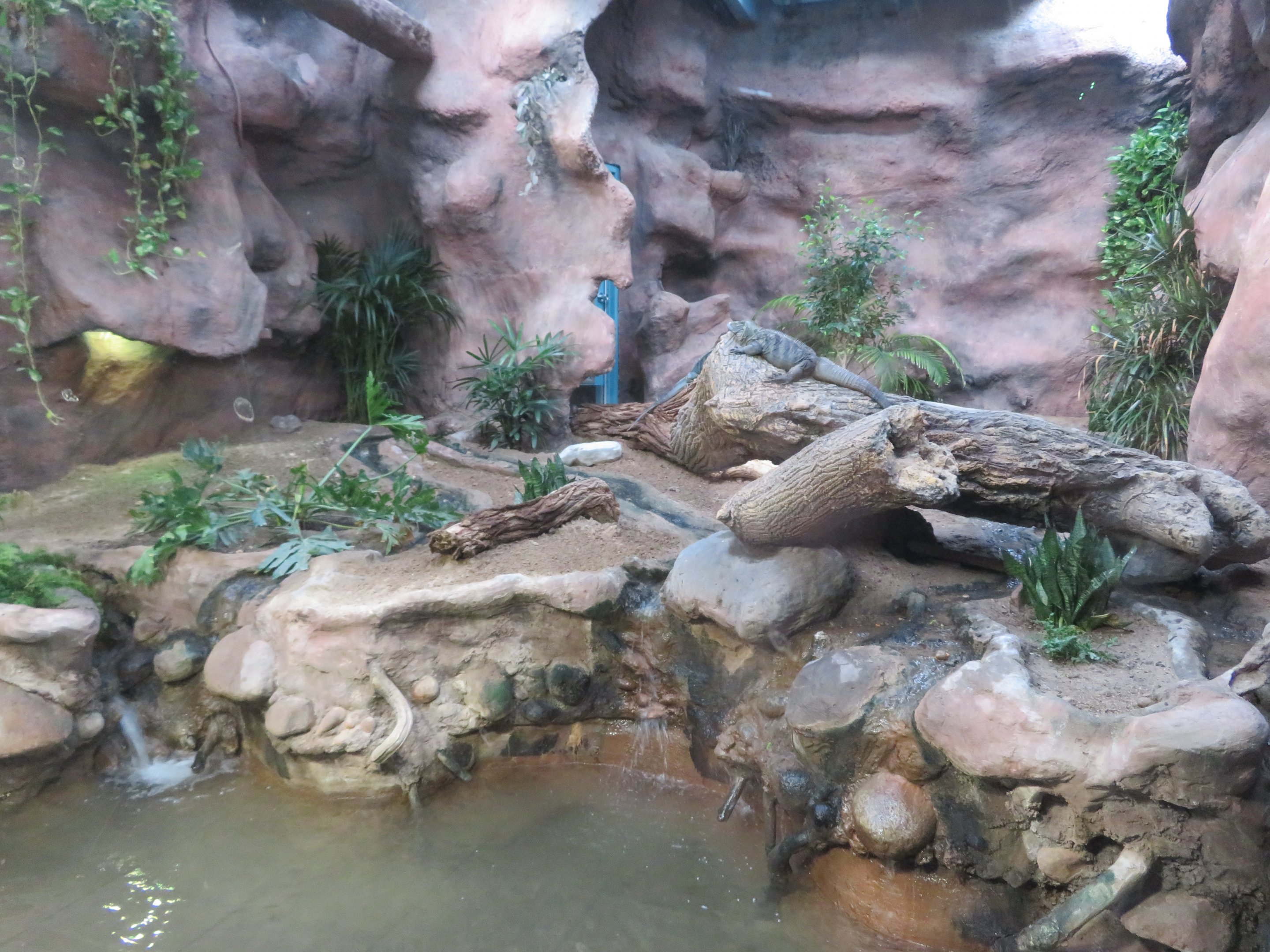 Grand Cayman Blue Iguana Enclosure