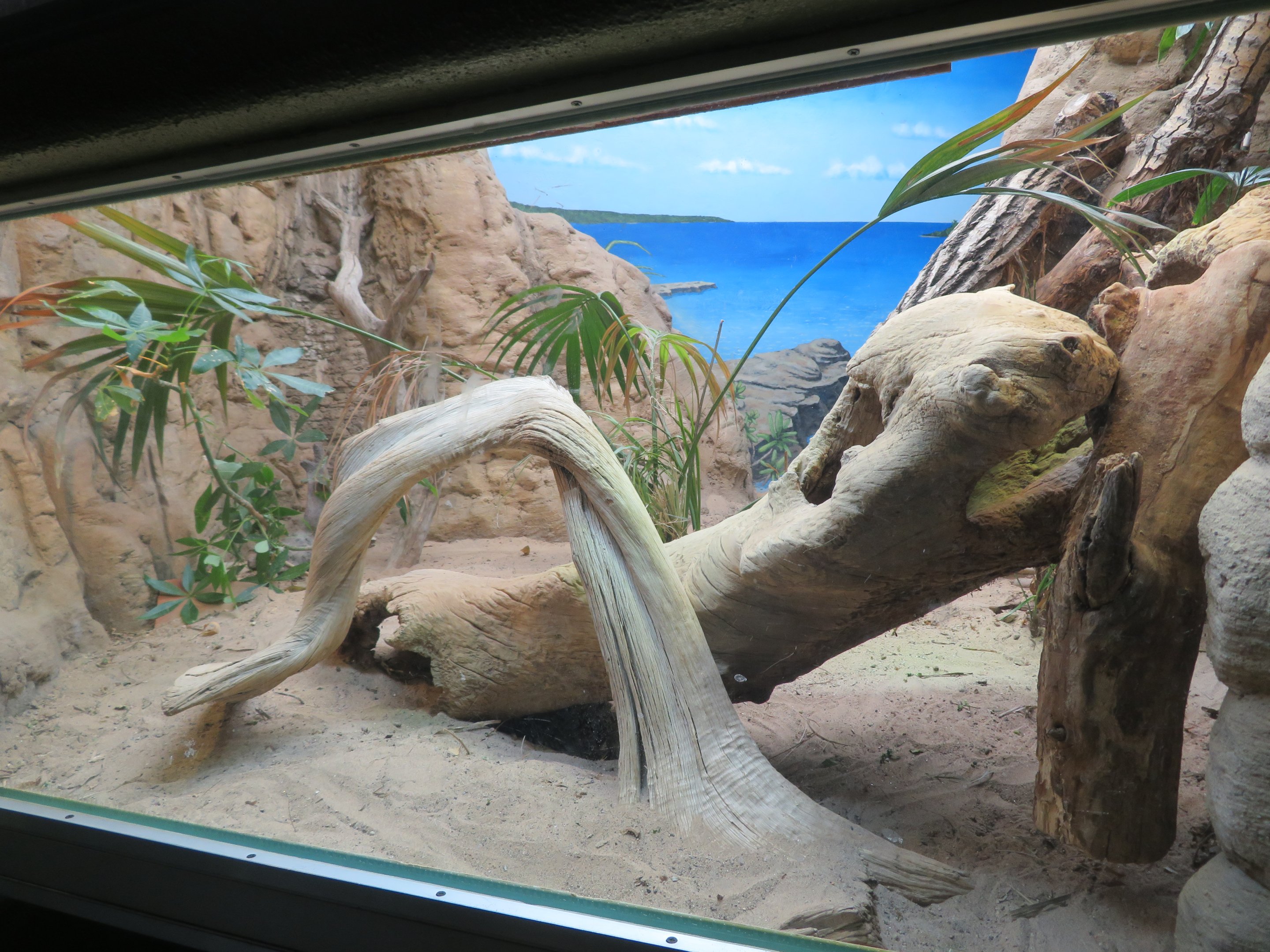 Grand Cayman Blue Iguana Enclosure