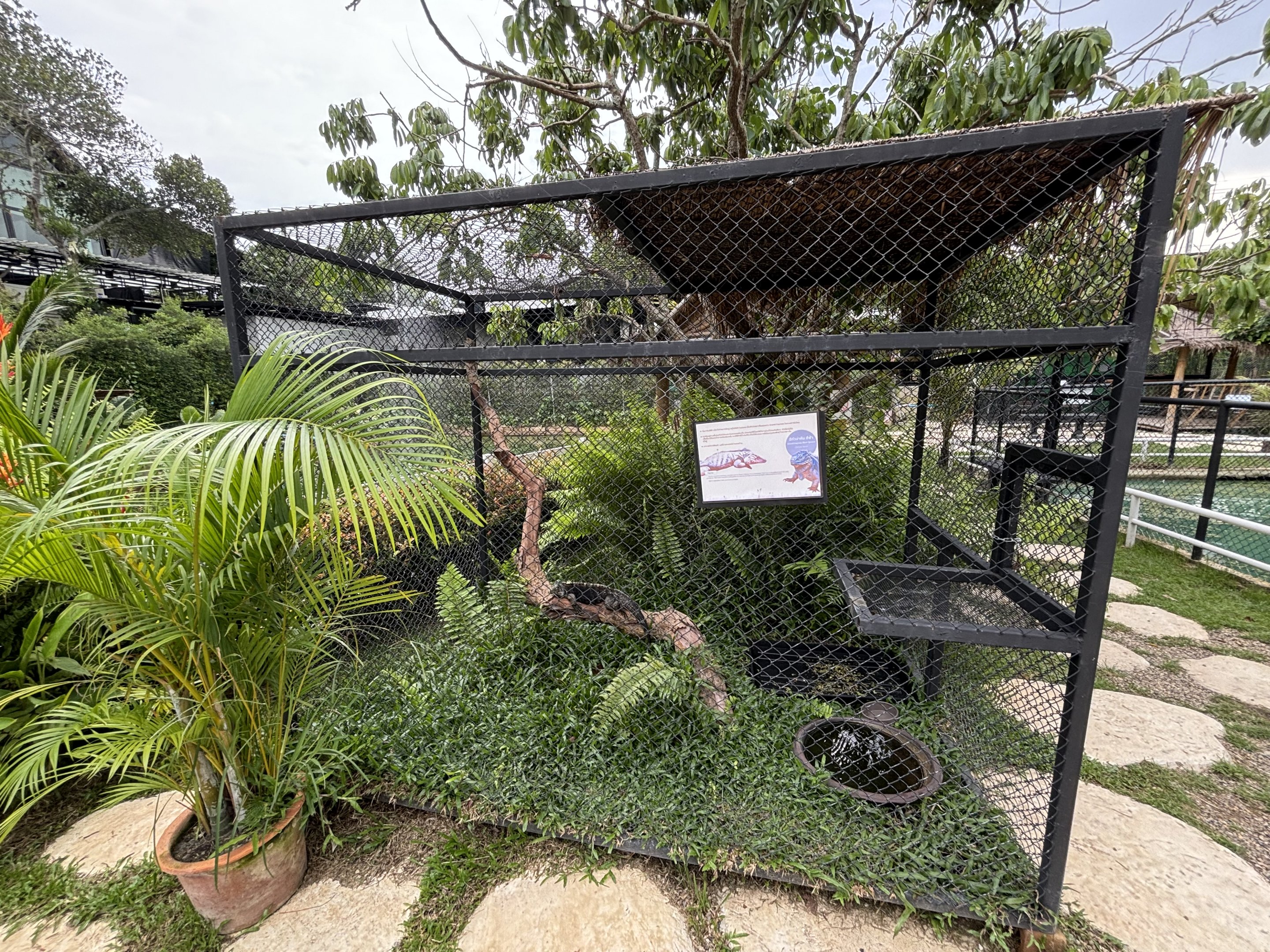 Grand Cayman Blue Iguana Exhibit - Lanna Mini Zoo