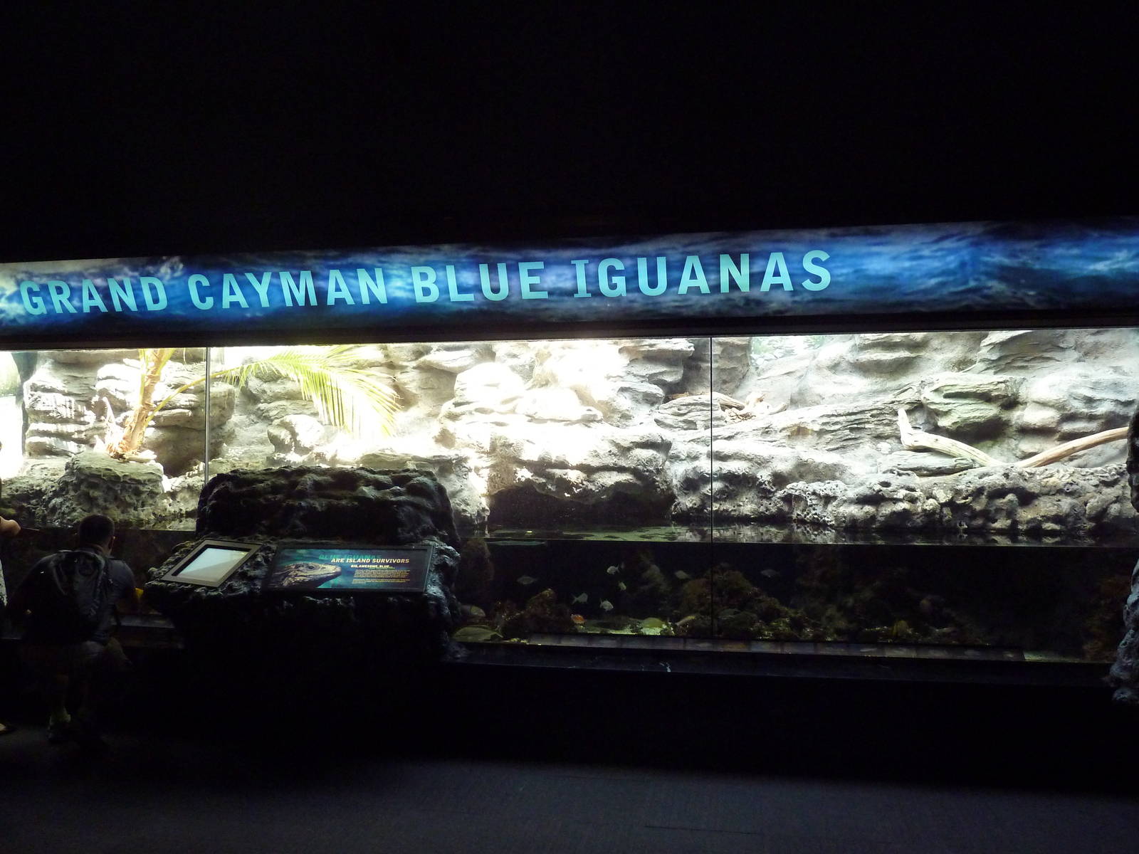 Grand Cayman Blue Iguana Exhibit