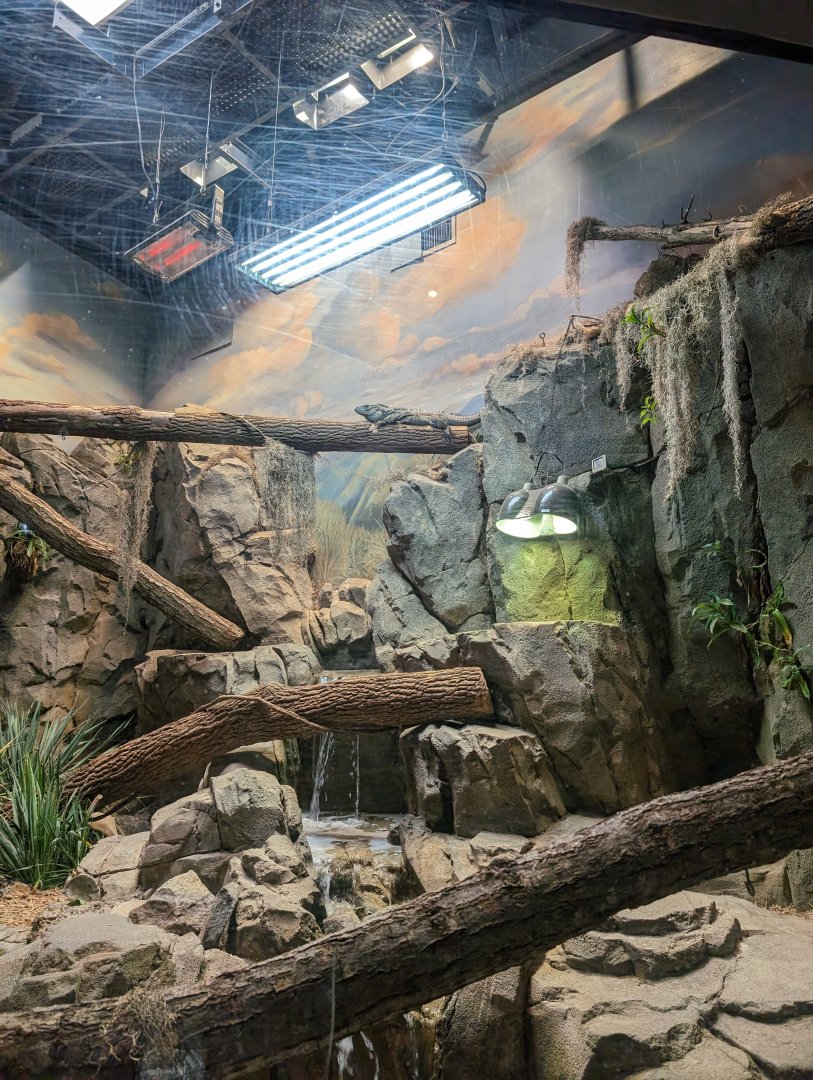 Grand Cayman Blue Iguana exhibit