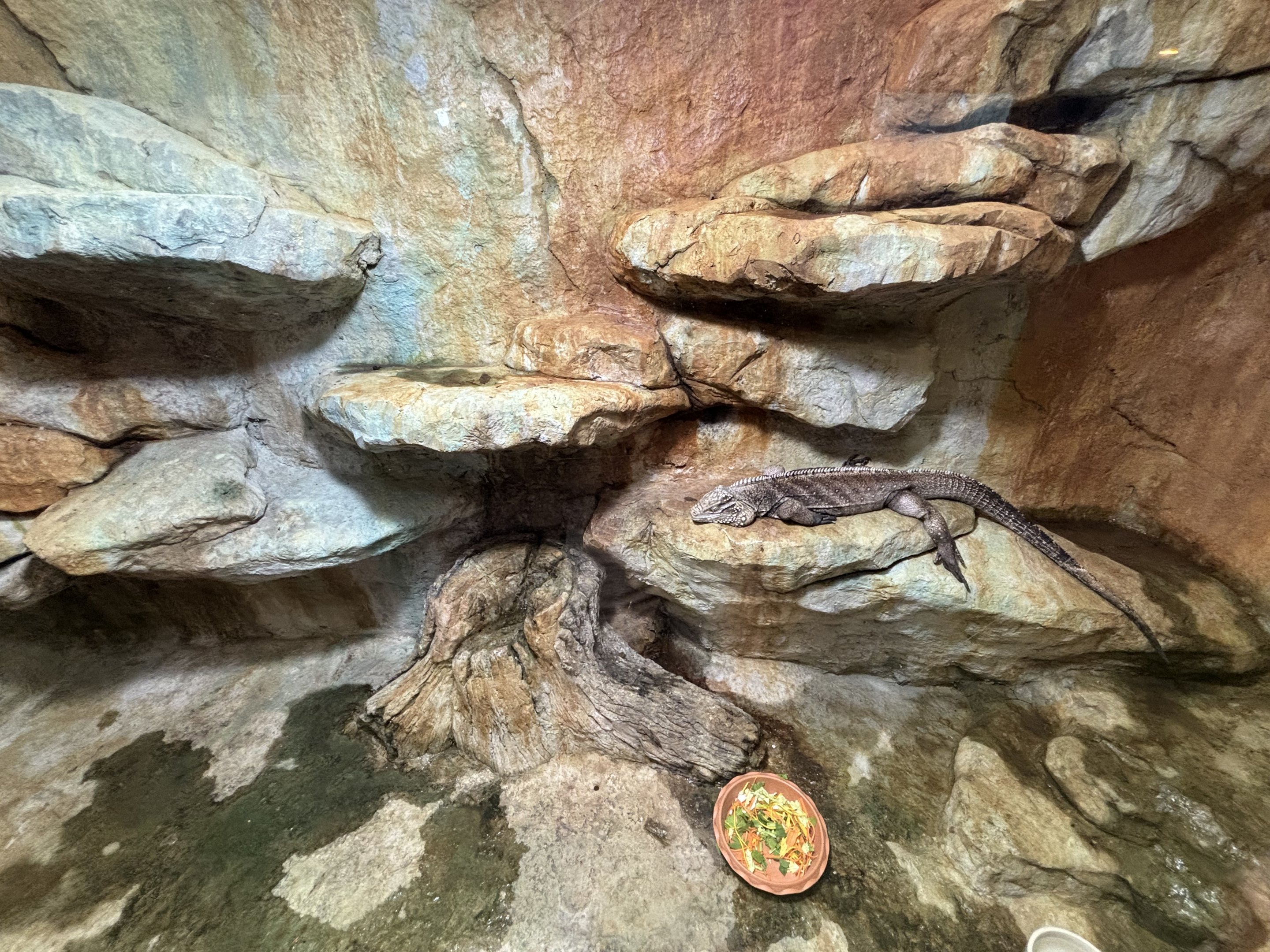 Grand Cayman Blue Iguana Exhibit