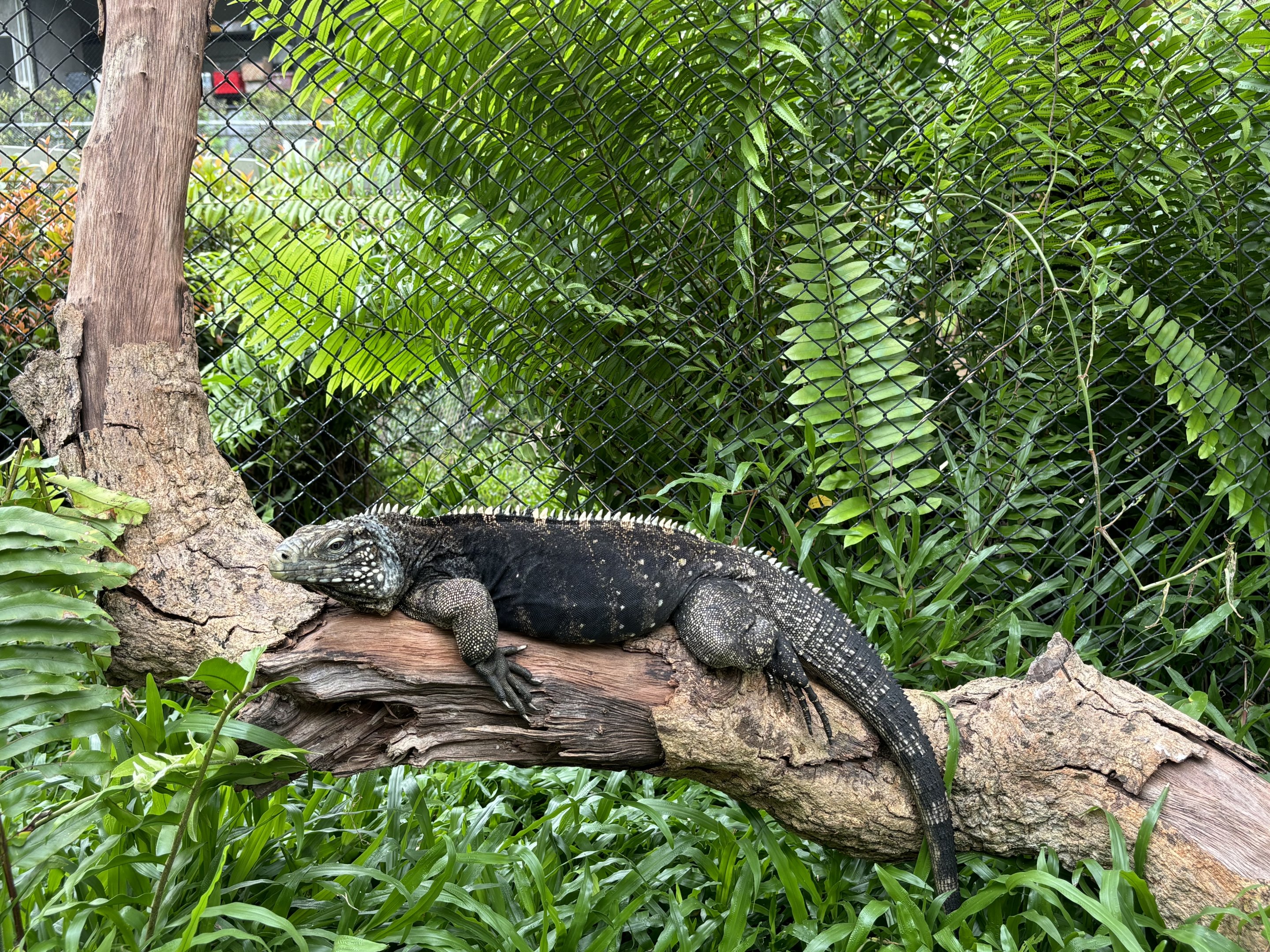Grand Cayman Blue Iguana - Lanna Mini Zoo