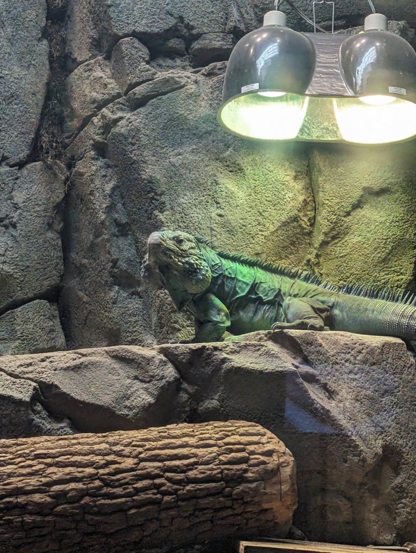 Grand Cayman Blue Iguana "Yondu"