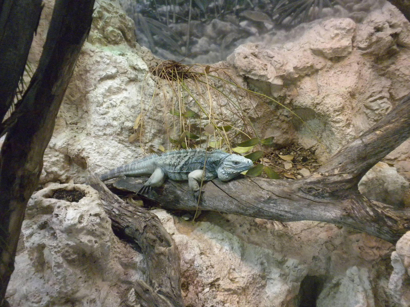 Grand Cayman Blue Iguana