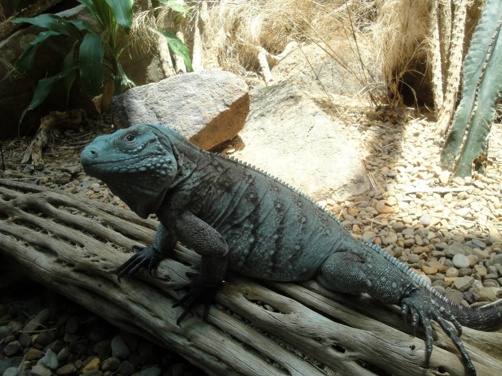 Grand Cayman Blue Iguana