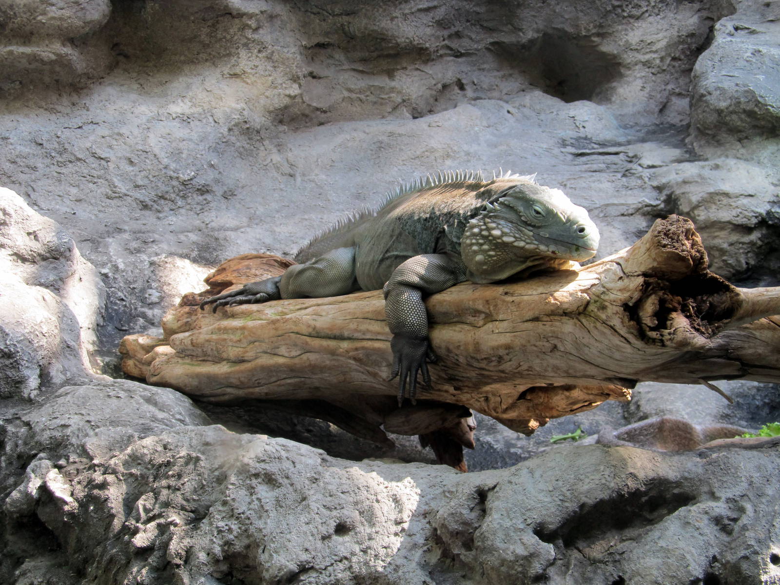 Grand Cayman Blue Iguana