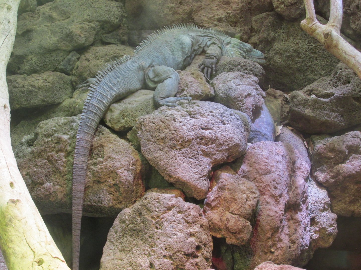 grand cayman blue iguana