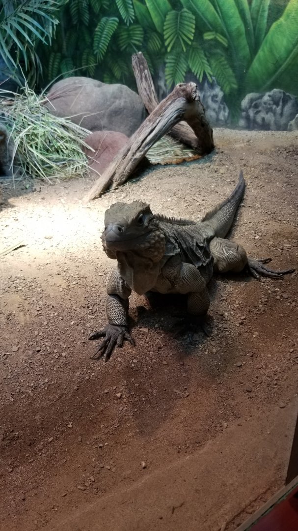 Grand Cayman Blue Iguana