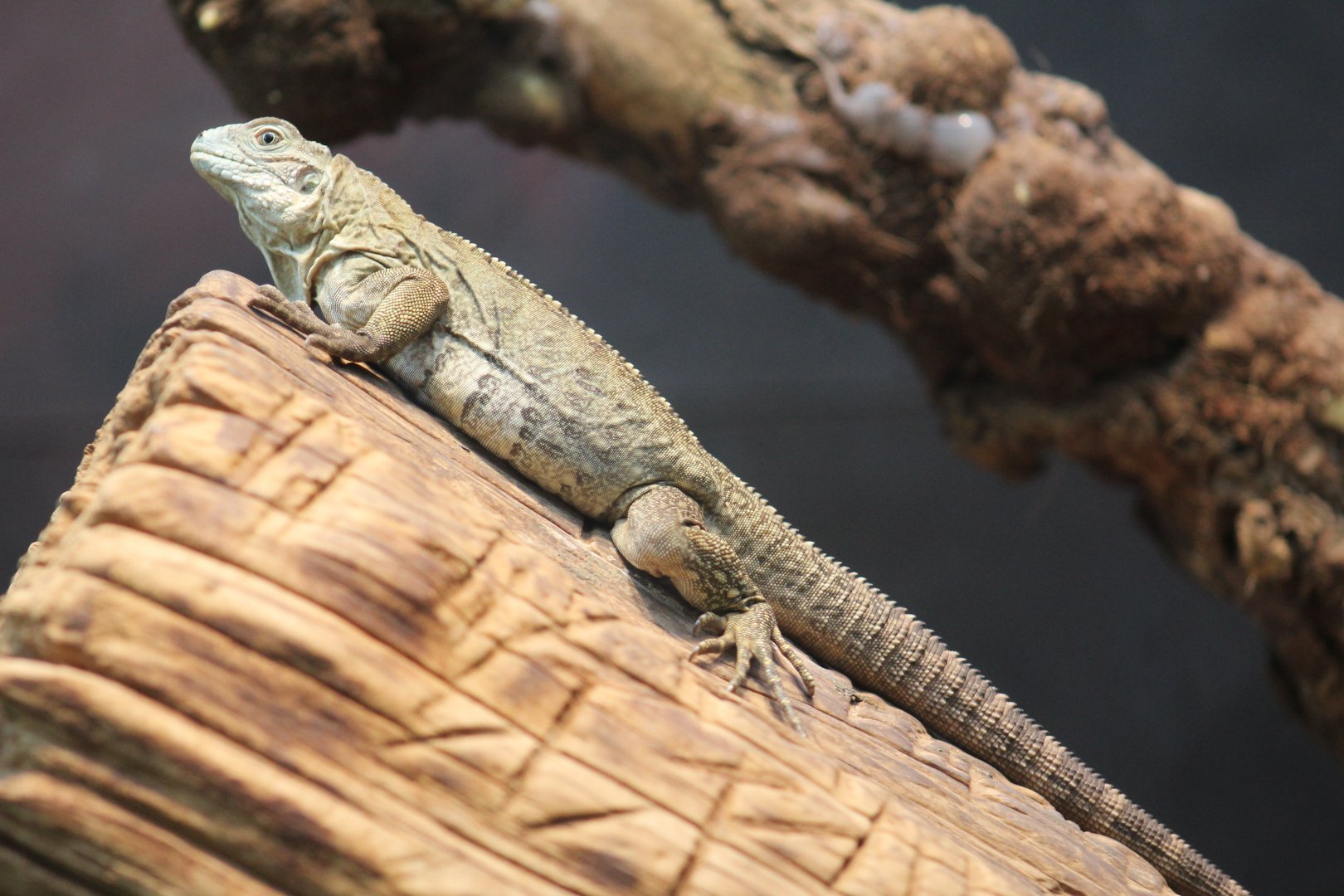 Grand Cayman Blue Iguana