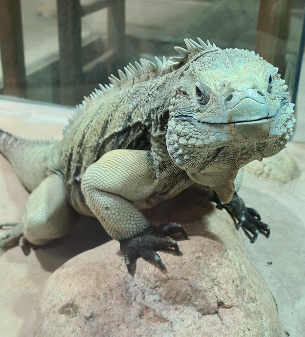 Grand Cayman blue iguana