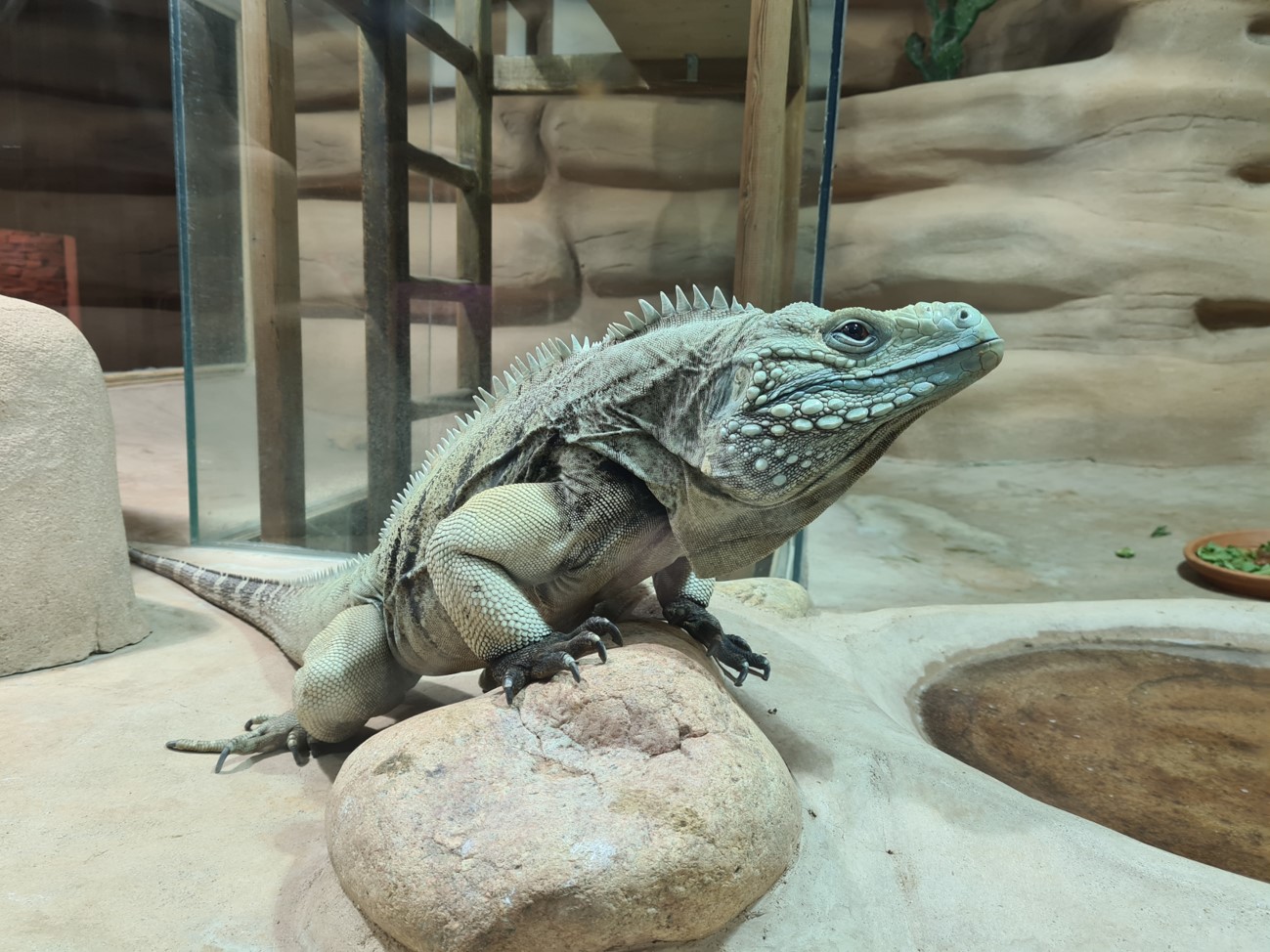 Grand Cayman blue iguana