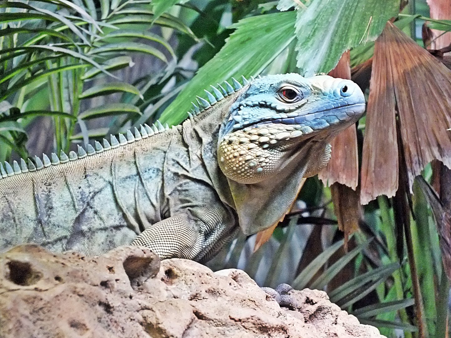 Grand Cayman blue iguana