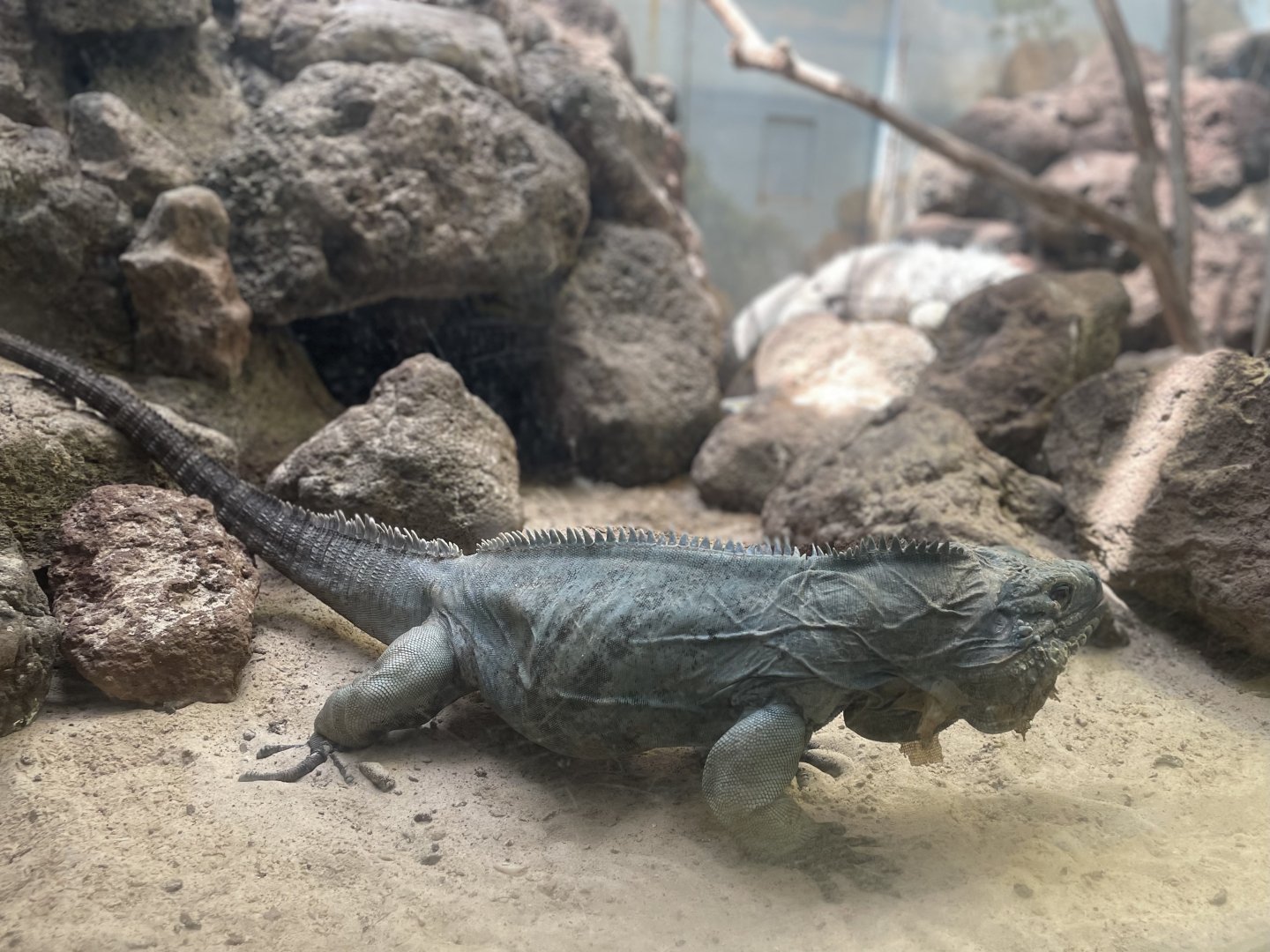 Grand Cayman Blue Iguana