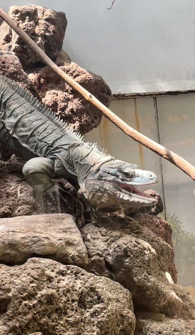 Grand Cayman Blue Iguana