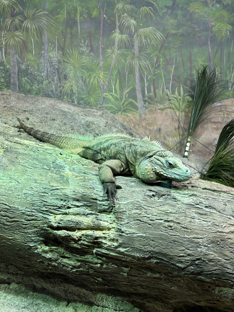 Grand Cayman Blue Iguana