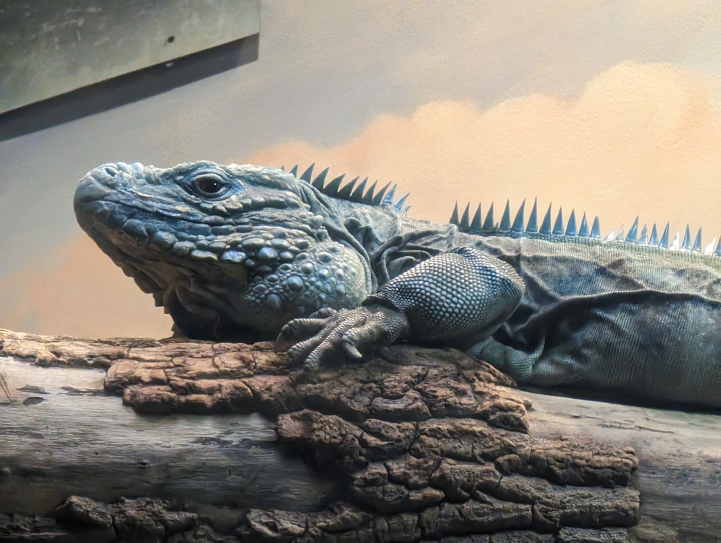 Grand Cayman Blue Iguana