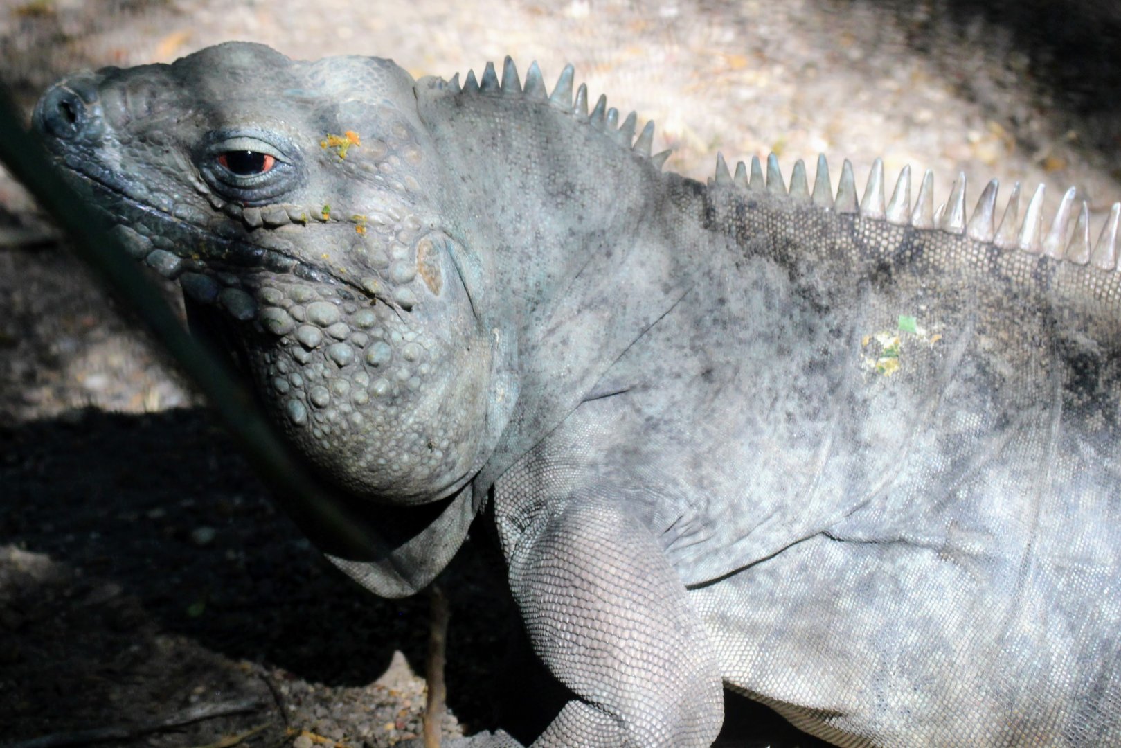 Grand Cayman Blue Iguana