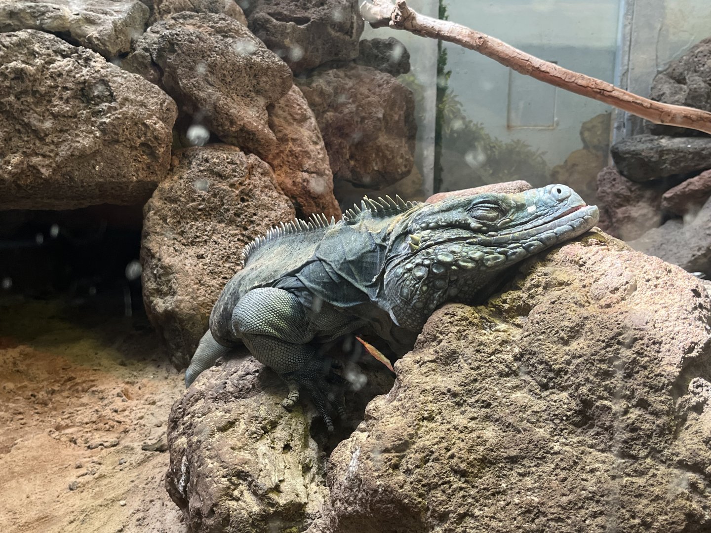 Grand Cayman Blue Iguana