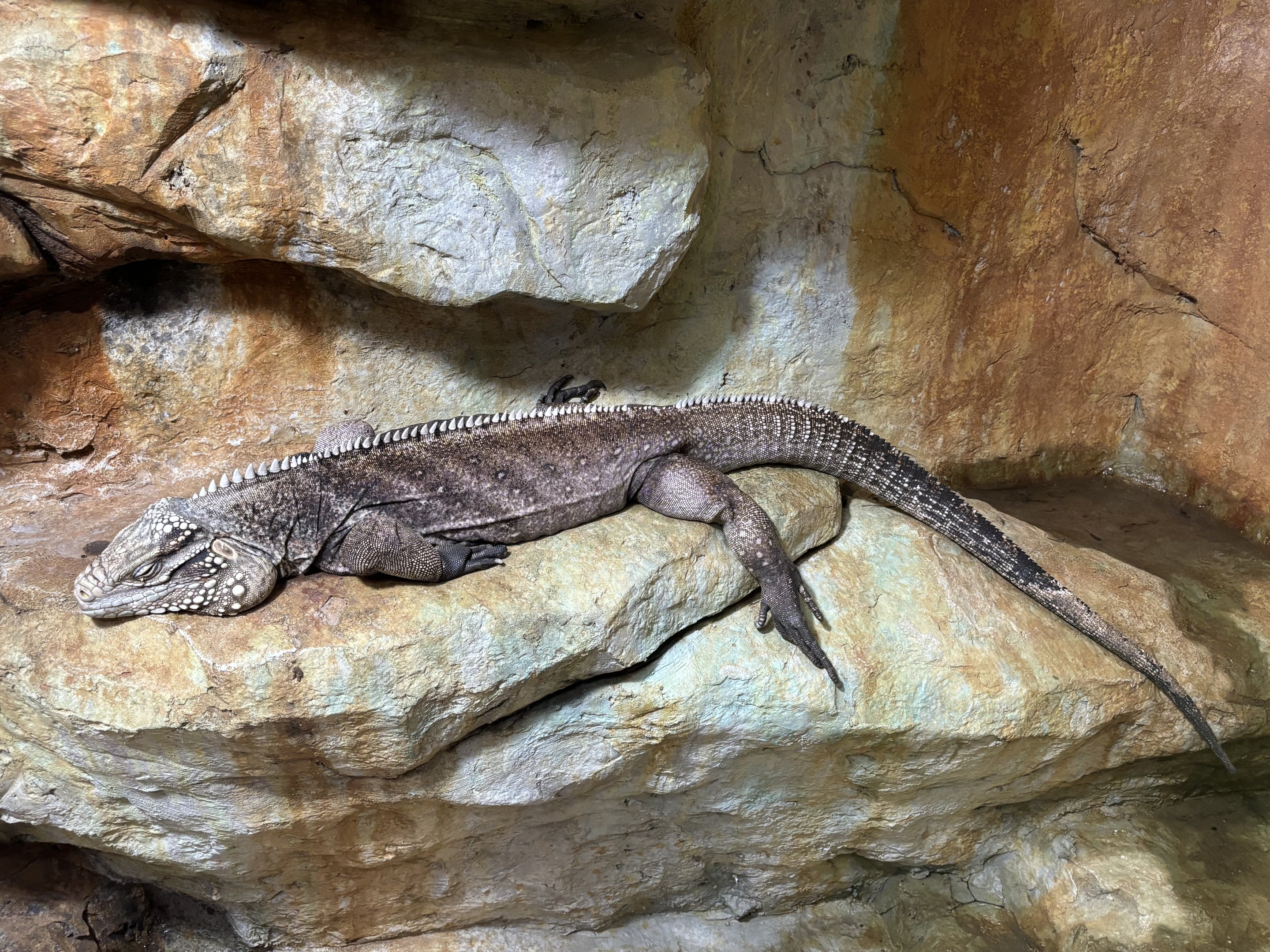 Grand Cayman Blue Iguana