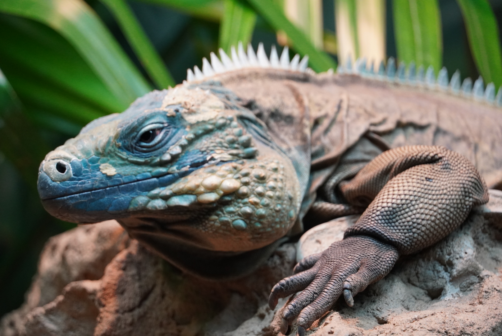 Grand Cayman Blue Iguana