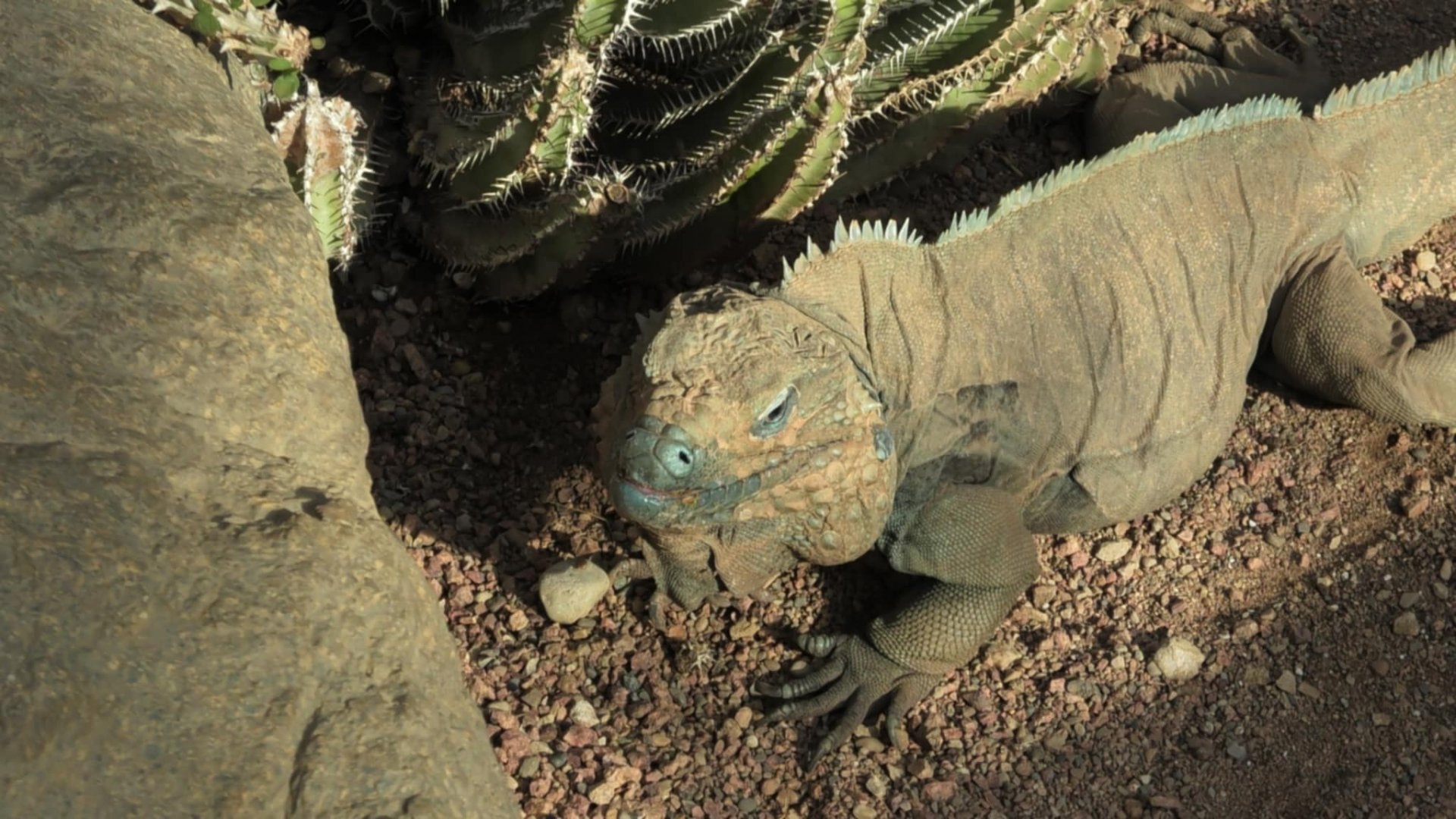 Grand Cayman blue iguana