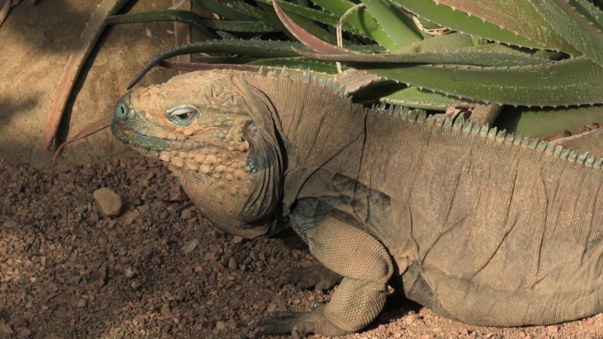 Grand Cayman blue iguana
