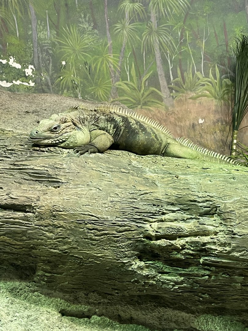 Grand Cayman Iguana (6/23/21)