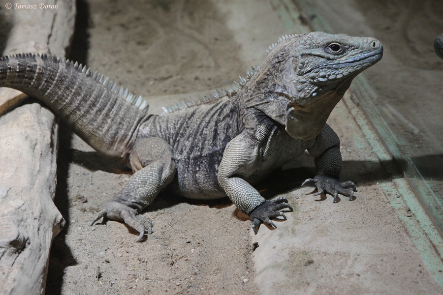 Grand Cayman Iguana (Cyclura lewisi)
