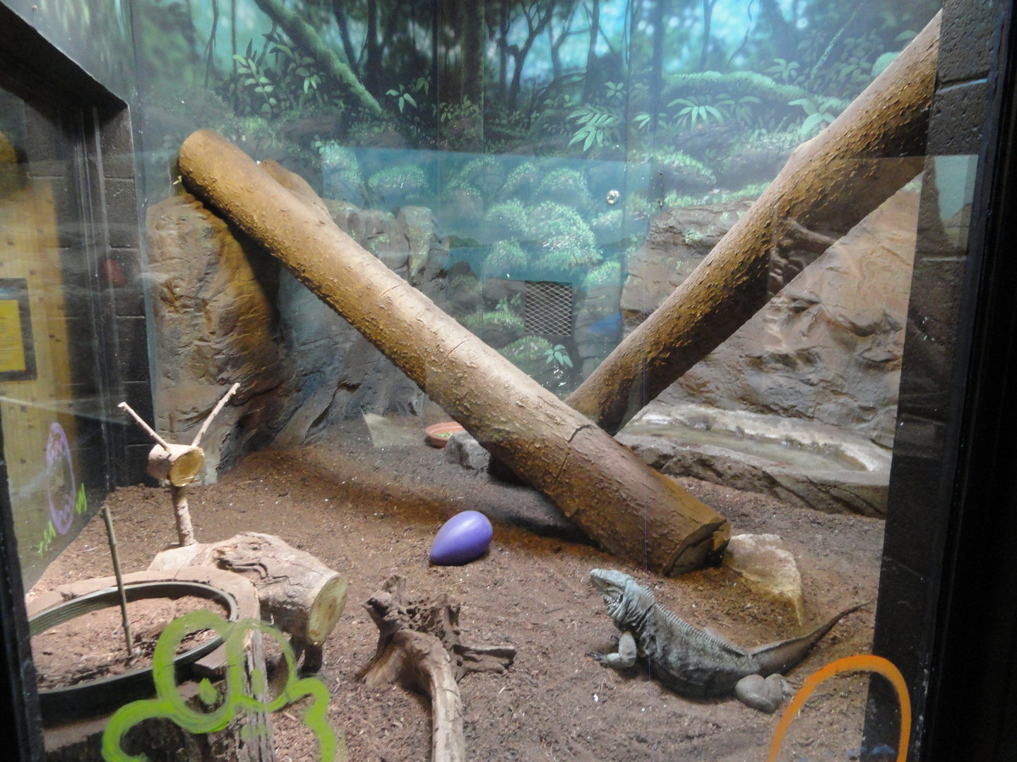 Grand Cayman Iguana Exhibit