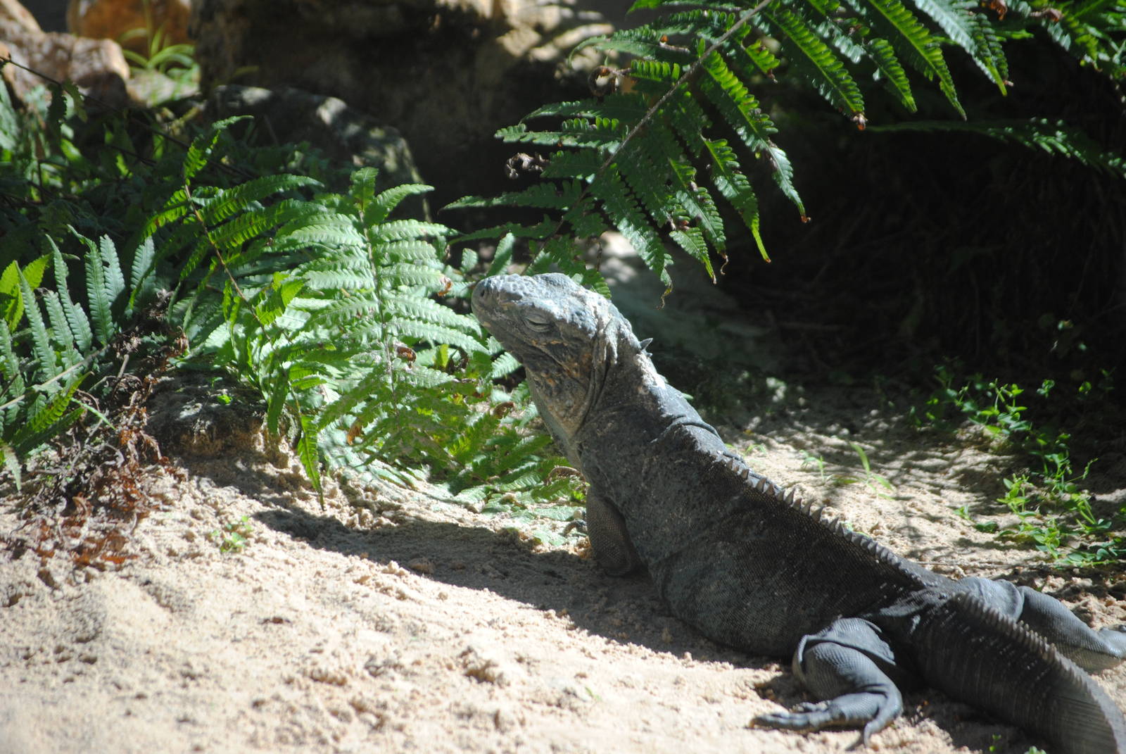 Grand Cayman Iguana