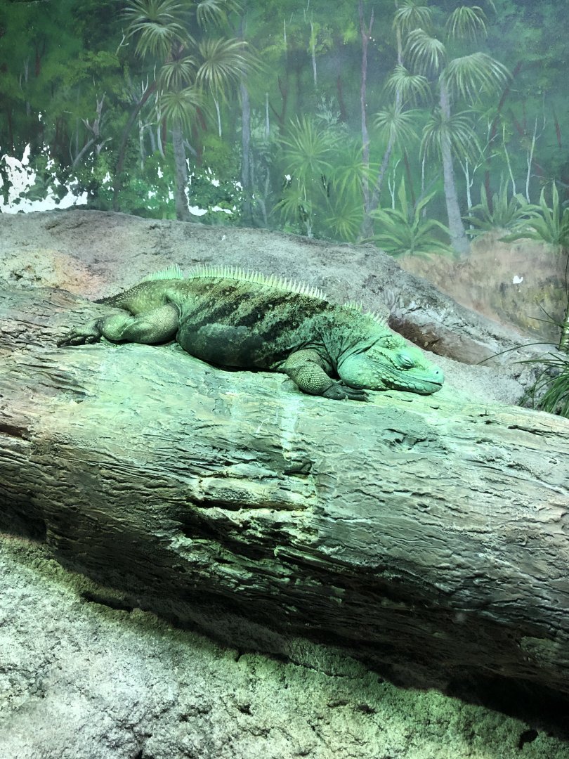 Grand Cayman Iguana