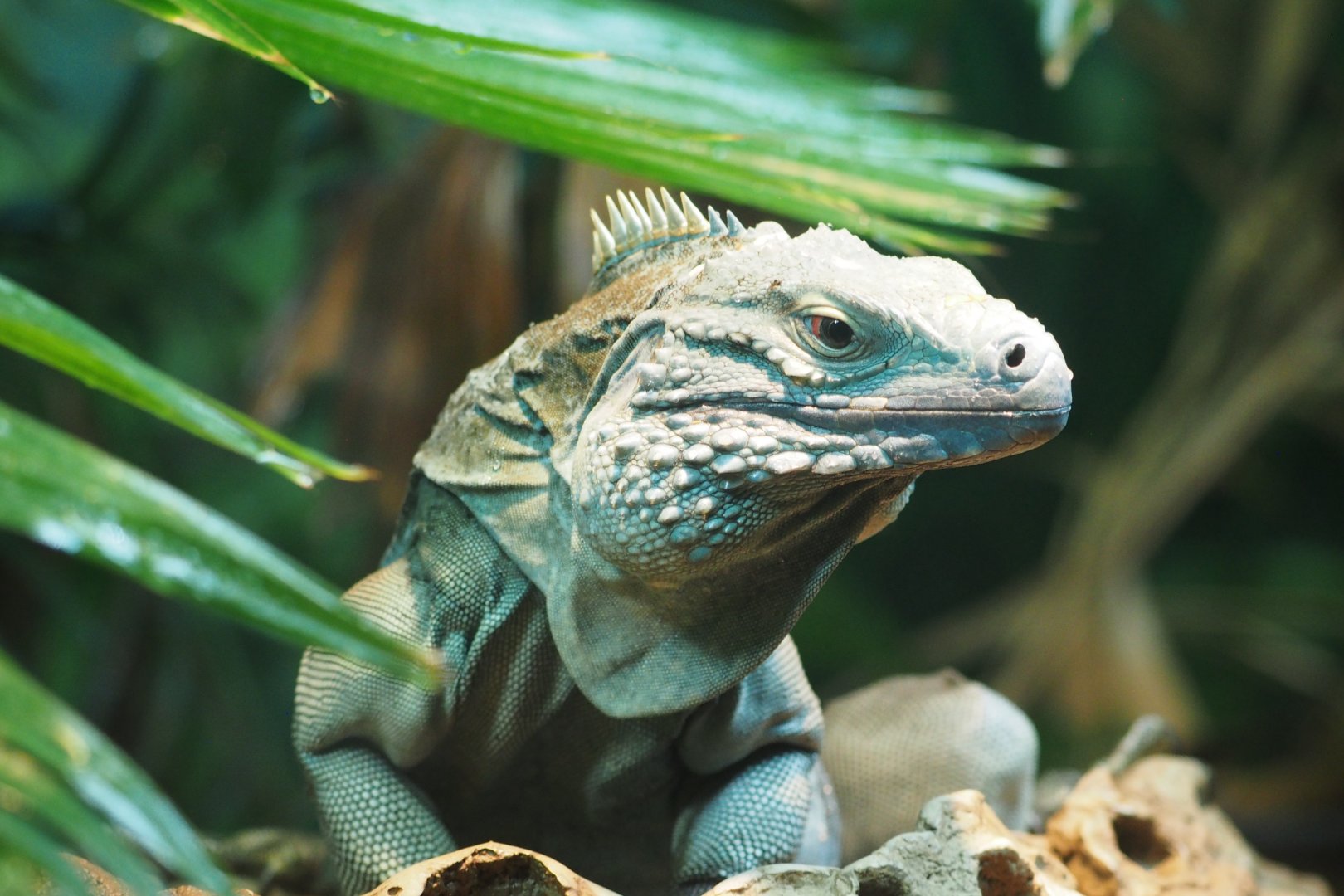 Grand Cayman iguana