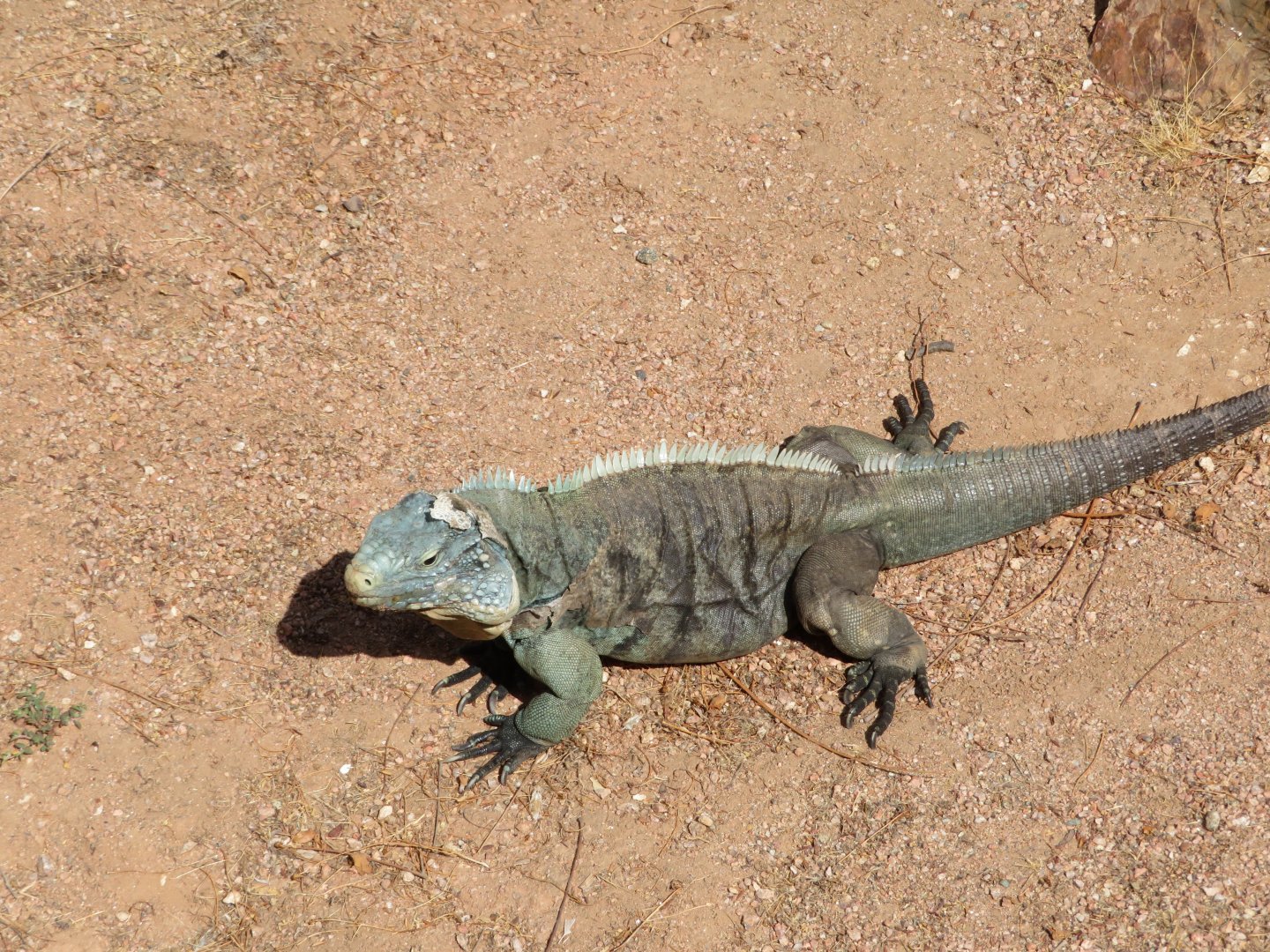 Grand Cayman Iguana