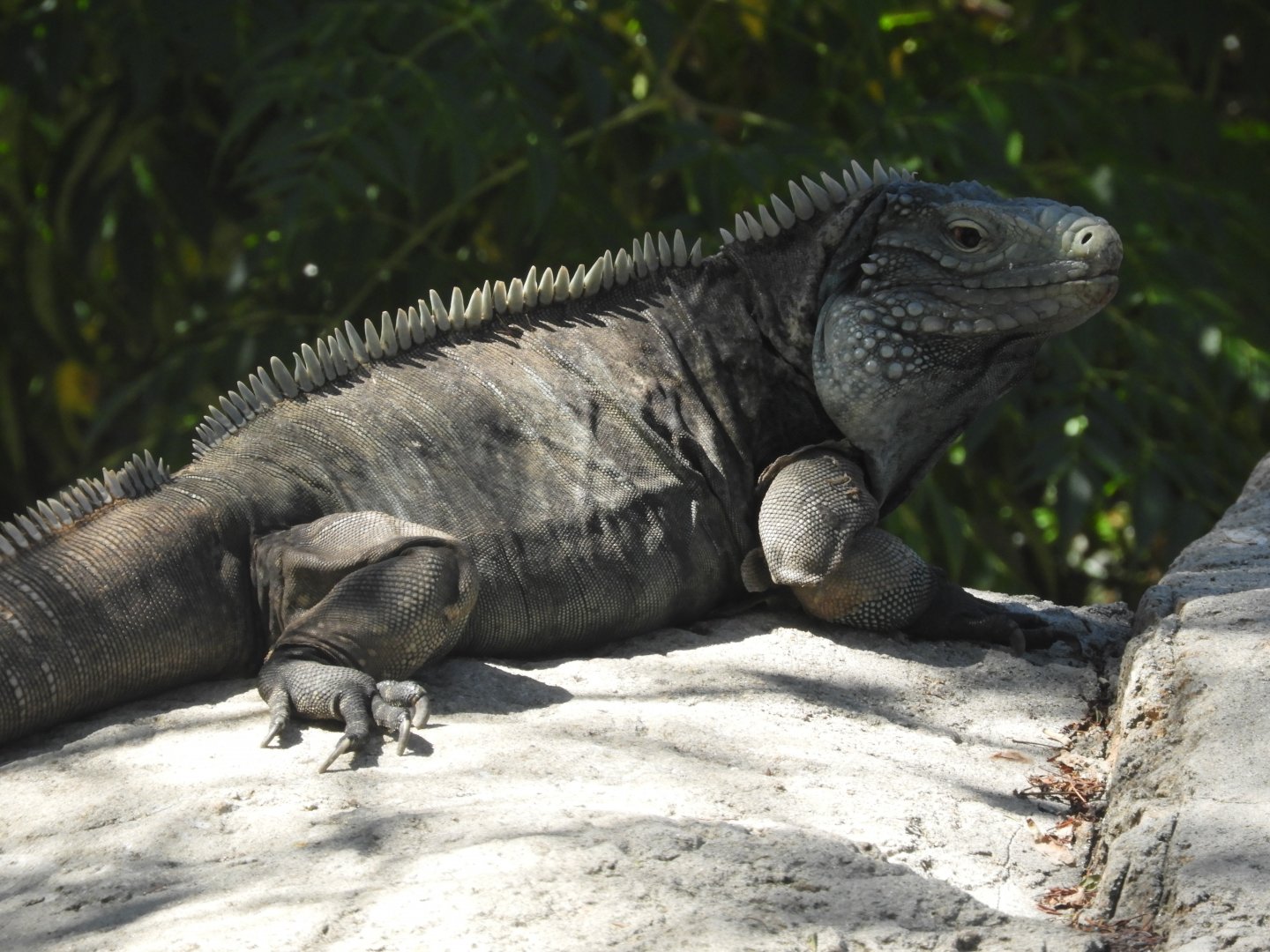Grand Cayman iguana