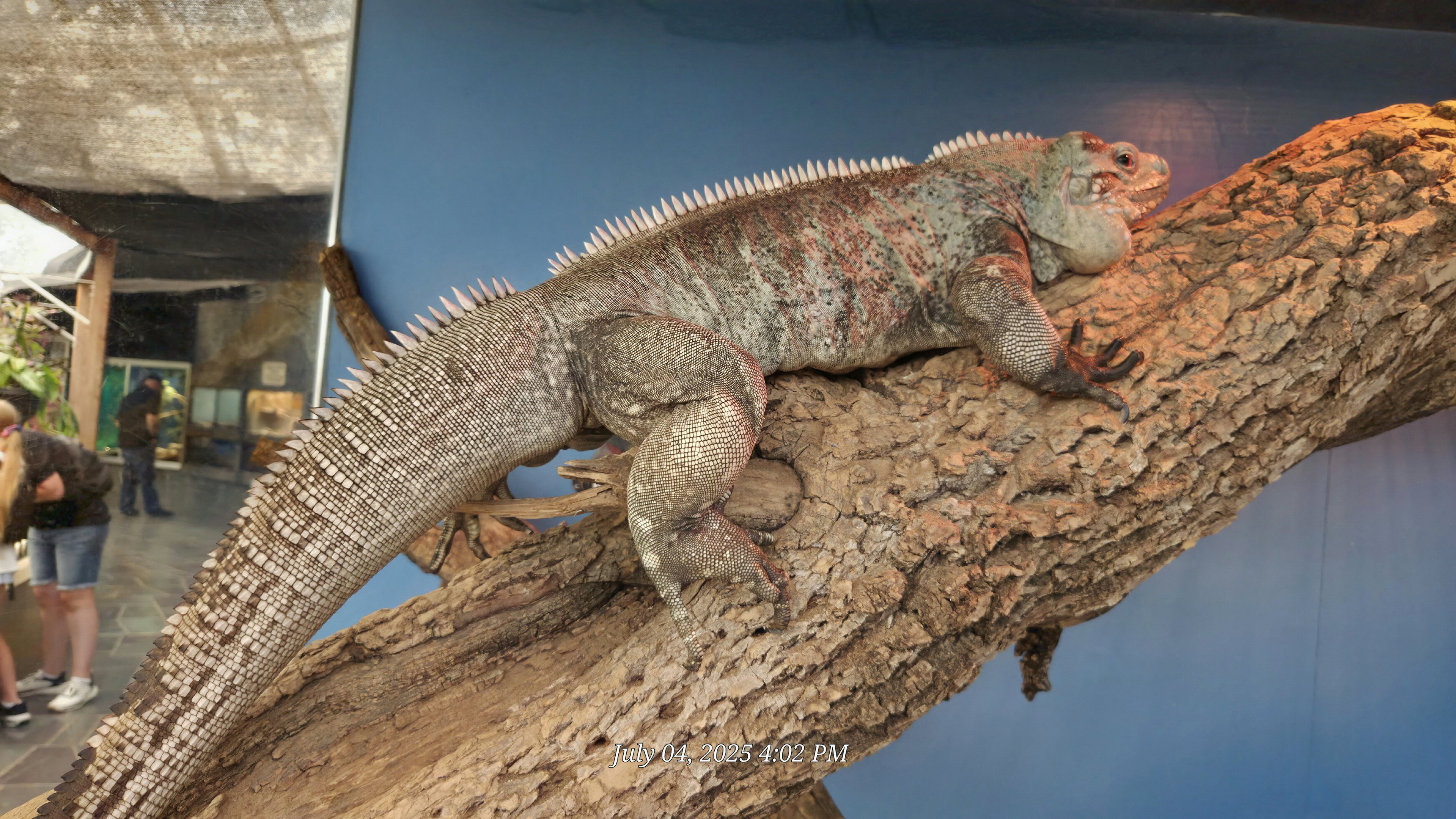 Grand Cayman Island Blue Iguana-Reptile Gardens