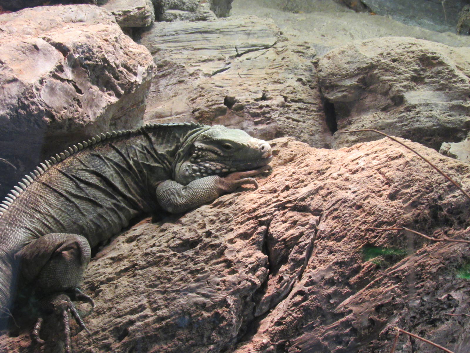 Grand Cayman Island Blue Iguana