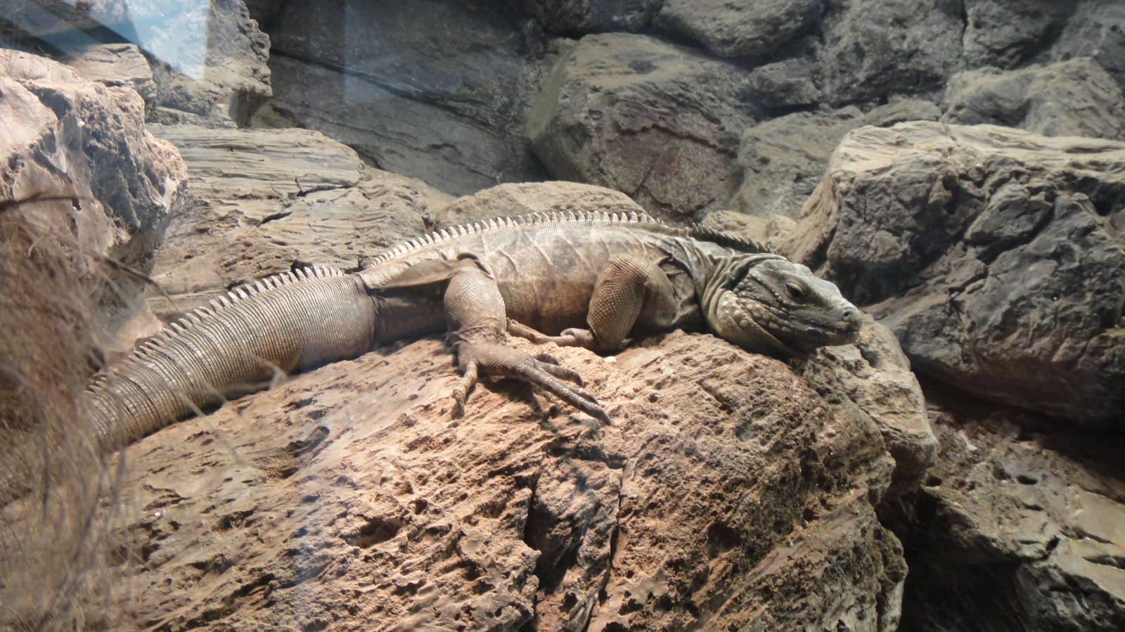 Grand Cayman Rock Iguana at Dallas zoo 2015-03-12