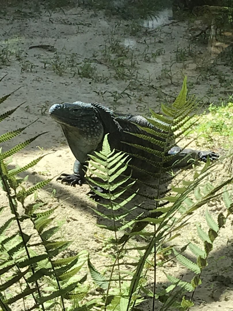 Grand Cayman Rock Iguana (Cyclura lewisi)