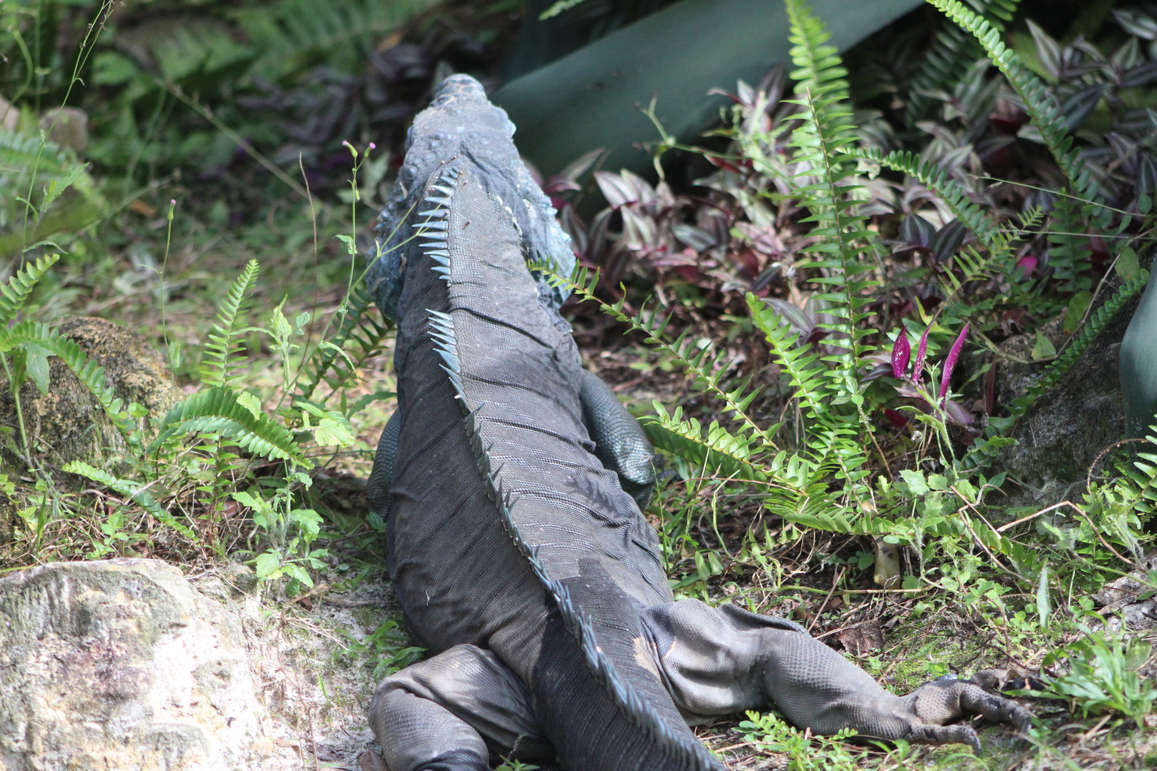 Grand Cayman Rock Iguana (Cyclura lewisi)