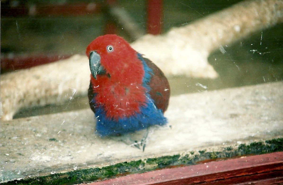 Grand Eclectus hen looking through window 16th April 2004