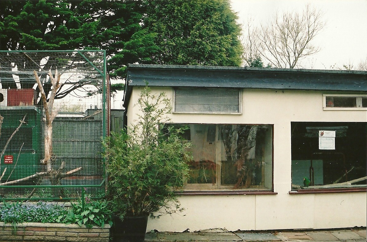 Grand Eclectus on right, maybe Capuchins on left 16th April 2004