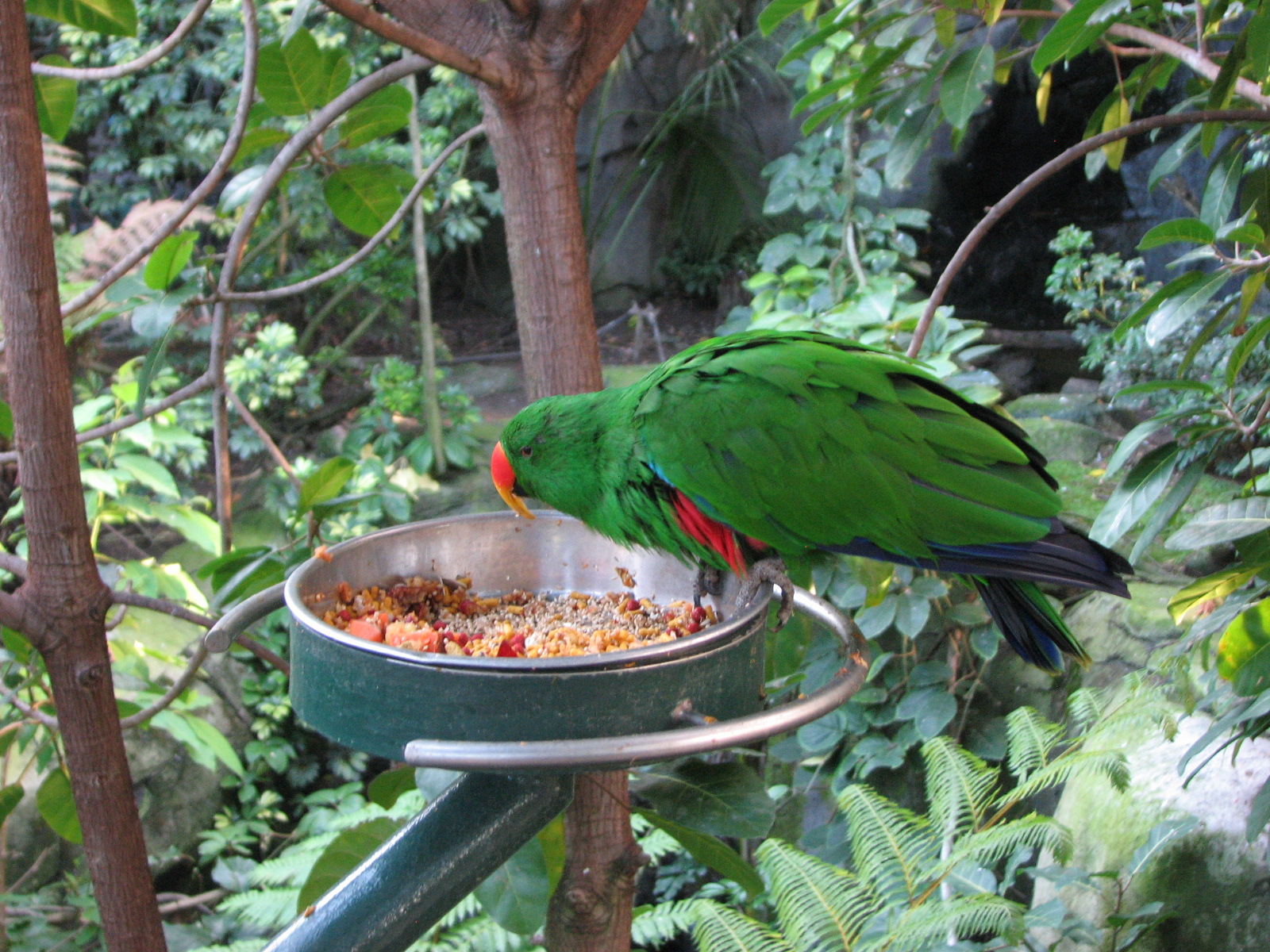 Grand Eclectus Parrot (male)